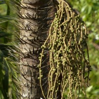 Oncosperma fasciculatum Thwaites